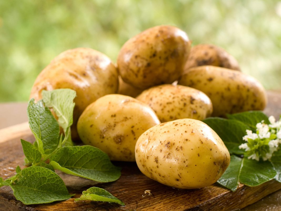 Pomme de Terre en Algérie Cultiver l'Avenir dans des Tubes de Verre Pomme de Terre en Algérie : Cultiver l'Avenir dans des Tubes de Verre